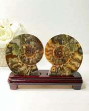 Load image into Gallery viewer, Ammonite with Wooden Stand
