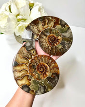 Load image into Gallery viewer, Ammonite with Wooden Stand
